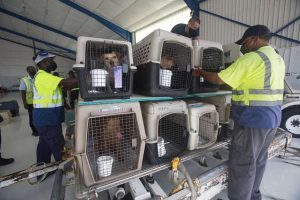 Flight Volunteers Airlift Mexican Dogs To Us