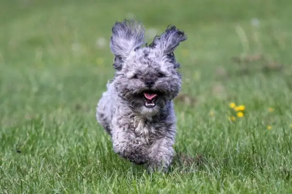 Fun-Activities-For-Teddy-Bear-Dogs-1