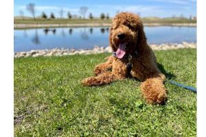 Grand Forks Humane Society