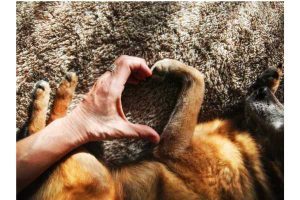 Grand Forks Humane Society 
