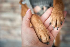 Houlton Humane Society 