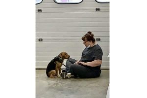 Houlton Humane Society