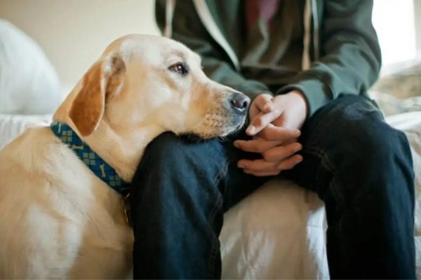 How Your Dog Understands You 