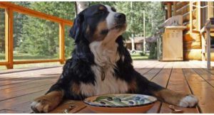 Is Xanthan Gum Safe For Dogs