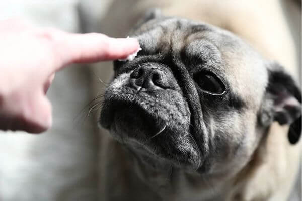 Why are Dog Nose Wet