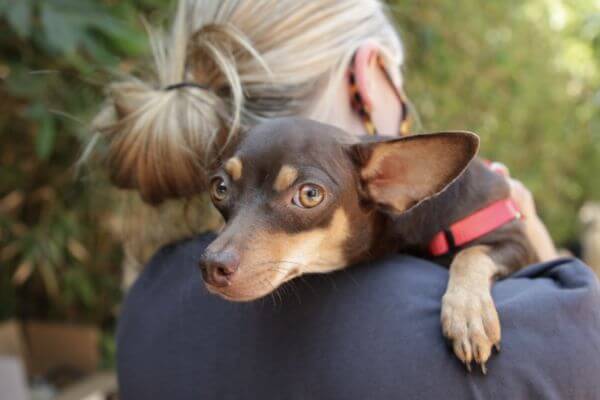 Los Angeles Dog Adoption