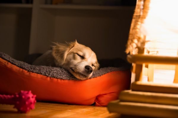 Los Angeles Dog Adoption