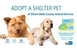 Miami-Dade Animal Services Pet Adoption and Protection Center