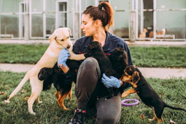 Oregon Pet Classifieds