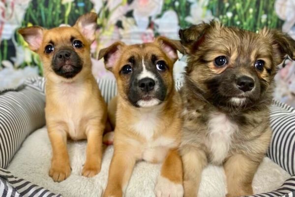 Oregon Pet Classifieds