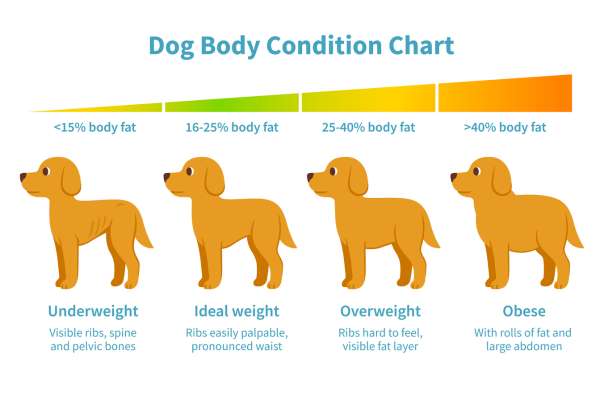 Puppy Growth Chart Calculator 