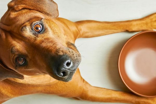 River Run Dog Food