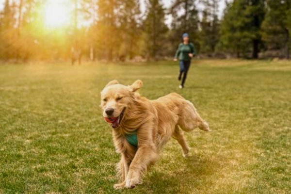River Run Dog Food
