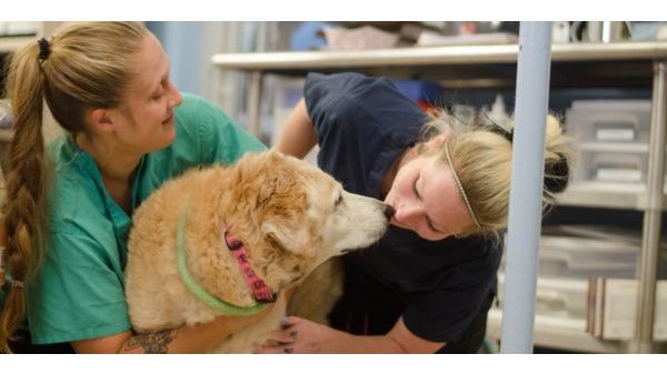 SPCA The leading organization for animal welfare