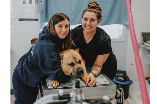 SPCA: The leading organization for animal welfare