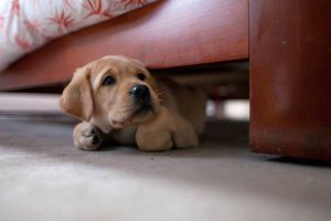 Sounds That Make A Dog Go Crazy