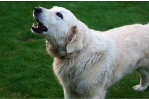 A Dog Go Crazy