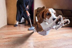 Sounds That Make A Dog Go Crazy