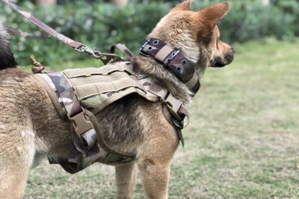 Dog Training Vest