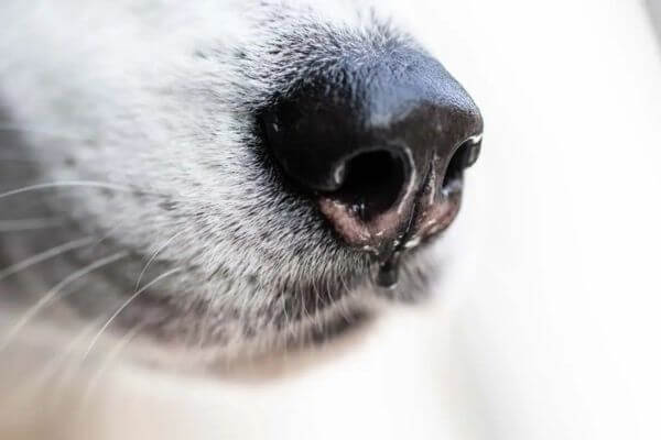 Why are Dog Nose Wet