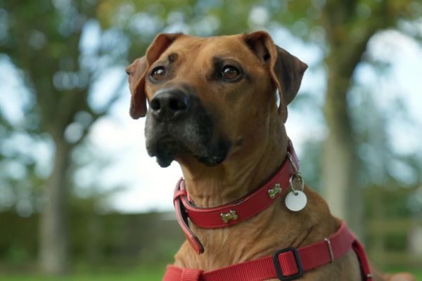 Calmer Collar For Dogs
