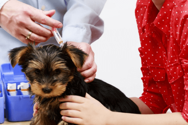 Dog Behavior Changes After Vaccination