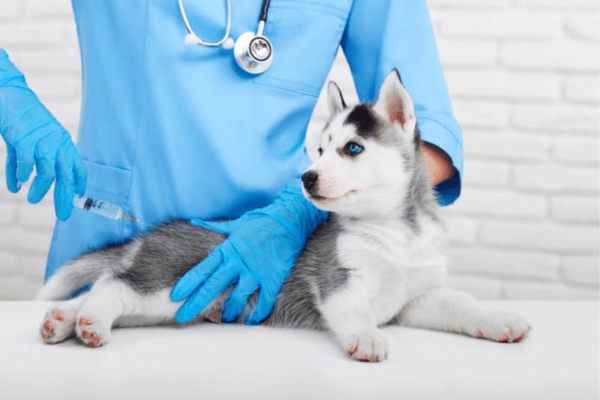 Dog Behavior Changes After Vaccination