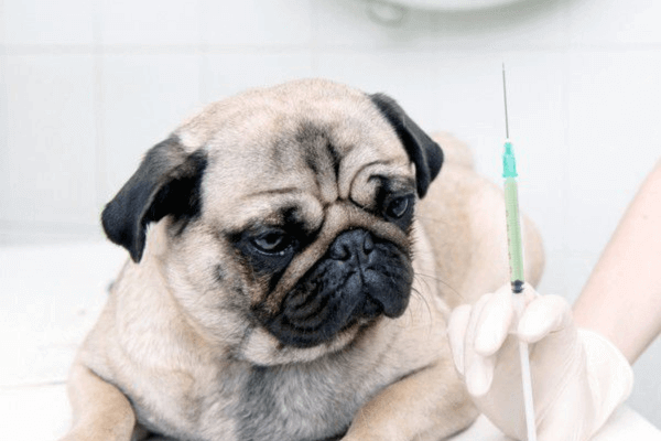 Dog Behavior Changes After Vaccination