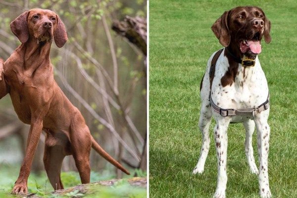 Vizsla Vs German 