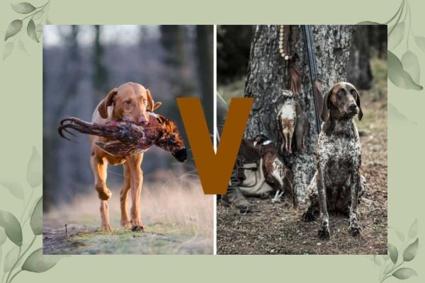 Vizsla Vs German 