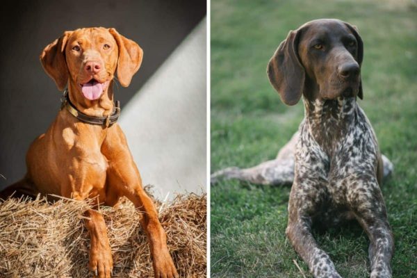 Vizsla Vs German