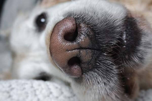 Why are Dog Nose Wet