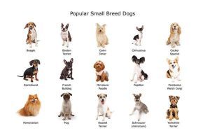't Judge A Dog By Its Breed
