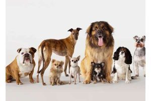 't Judge A Dog By Its Breed