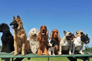 't Judge A Dog By Its Breed
