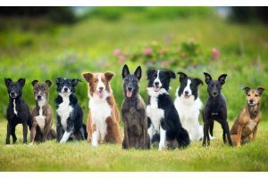 't Judge A Dog By Its Breed