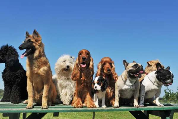 't Judge A Dog By Its Breed