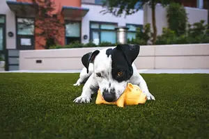 Dog Playing 1