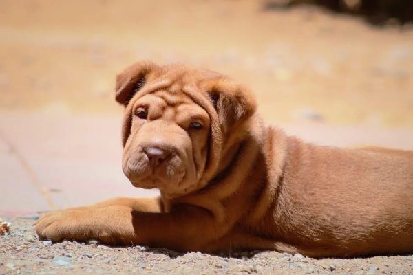 Chinese Shar-Peis
