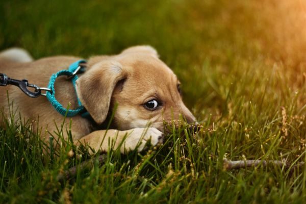 calmer collar for dogs