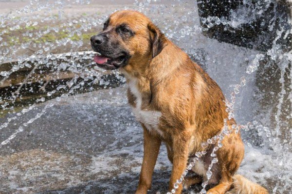 Dog Parks Portland