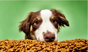 dr-marty-dog-food123