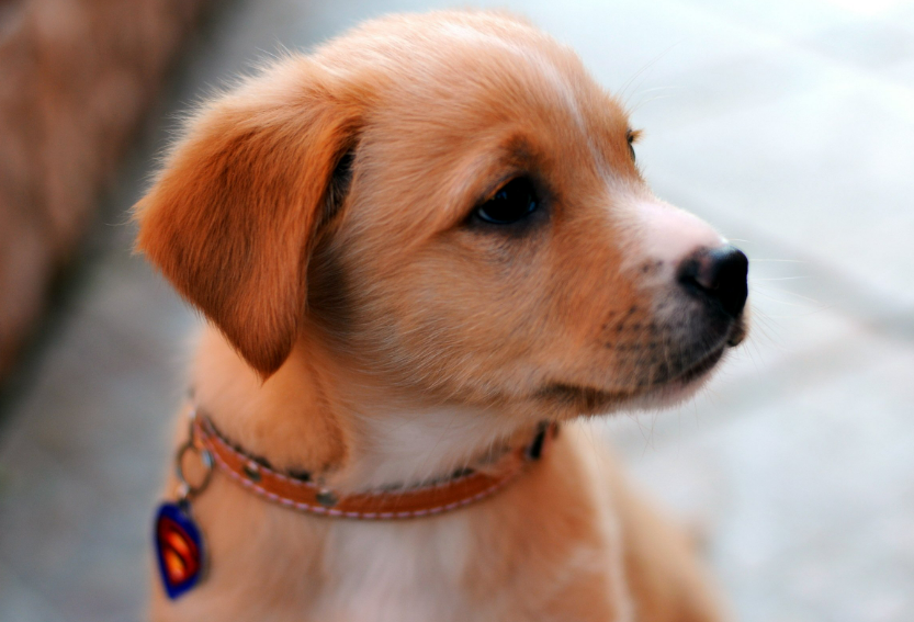 Dog Names That Start With F