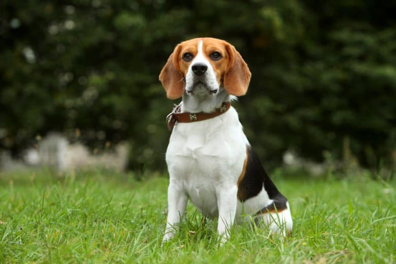 Beagle Boxer Mix
