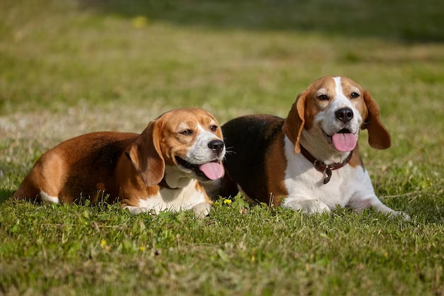 boxer beagle mix