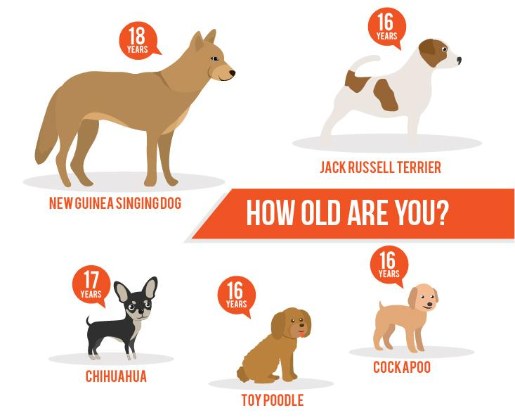 How Long Can Dogs Live