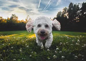 most-popular-dog-breeds-dachshund