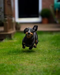 most-popular-dog-breeds-dachshund
