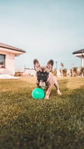 most-popular-dog-breeds-french-bulldog