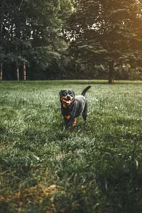 most-popular-dog-breeds-rottweiler